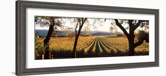 Vines in a Vineyard, Far Niente Winery, Napa Valley, California, USA--Framed Photographic Print