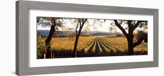 Vines in a Vineyard, Far Niente Winery, Napa Valley, California, USA-null-Framed Photographic Print