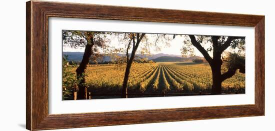 Vines in a Vineyard, Far Niente Winery, Napa Valley, California, USA-null-Framed Photographic Print