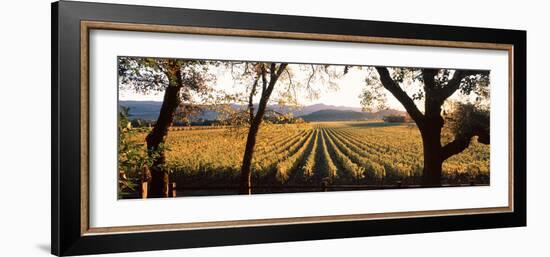 Vines in a Vineyard, Far Niente Winery, Napa Valley, California, USA-null-Framed Photographic Print