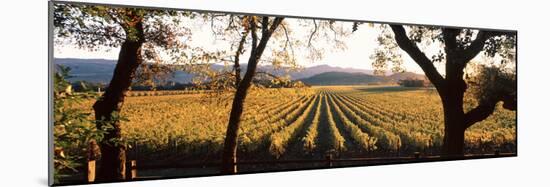 Vines in a Vineyard, Far Niente Winery, Napa Valley, California, USA-null-Mounted Photographic Print