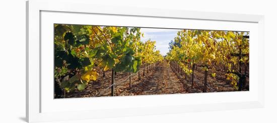 Vines in a Vineyard, Napa, Napa County, California, USA-null-Framed Photographic Print