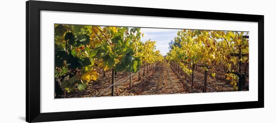 Vines in a Vineyard, Napa, Napa County, California, USA-null-Framed Photographic Print