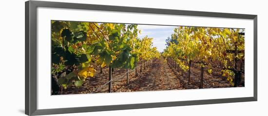 Vines in a Vineyard, Napa, Napa County, California, USA-null-Framed Photographic Print