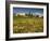 Vines in Front of the Village of Le Poet Laval, Drome, Rhone-Alpes, France, Europe-Michael Busselle-Framed Photographic Print