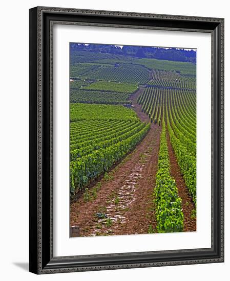 Vines in Grand Cru Vineyards, Romanee Conti and Richebourg Leading to La Romanee, Vosne-Per Karlsson-Framed Photographic Print
