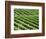 Vines in Vineyard-Tibor Bognár-Framed Photographic Print