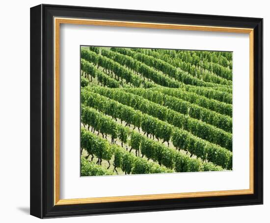 Vines in Vineyard-Tibor Bognár-Framed Photographic Print