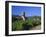 Vines in Vineyards and Tower of the Church of Ste. Croix, Kaysersberg, Haut-Rhin, Alsace, France-Ruth Tomlinson-Framed Photographic Print