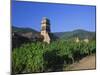 Vines in Vineyards and Tower of the Church of Ste. Croix, Kaysersberg, Haut-Rhin, Alsace, France-Ruth Tomlinson-Mounted Photographic Print
