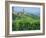 Vines in Vineyards Around Barbaresco, the Langhe, Piemonte (Piedmont), Italy, Europe-Sheila Terry-Framed Photographic Print