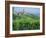 Vines in Vineyards Around Barbaresco, the Langhe, Piemonte (Piedmont), Italy, Europe-Sheila Terry-Framed Photographic Print