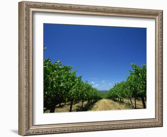 Vines, Maxwells Winery, Mclaren Vale, South Australia, Australia, Pacific-Neale Clarke-Framed Photographic Print