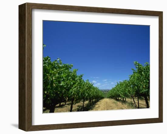 Vines, Maxwells Winery, Mclaren Vale, South Australia, Australia, Pacific-Neale Clarke-Framed Photographic Print