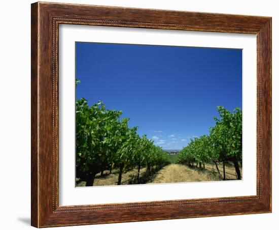 Vines, Maxwells Winery, Mclaren Vale, South Australia, Australia, Pacific-Neale Clarke-Framed Photographic Print