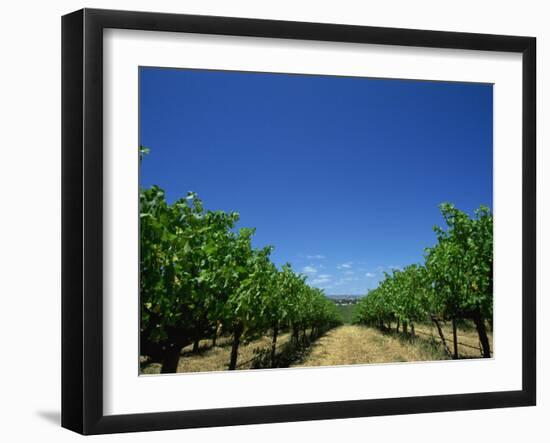 Vines, Maxwells Winery, Mclaren Vale, South Australia, Australia, Pacific-Neale Clarke-Framed Photographic Print