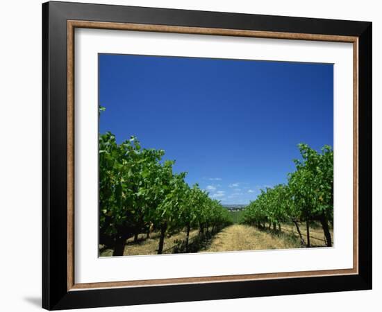 Vines, Maxwells Winery, Mclaren Vale, South Australia, Australia, Pacific-Neale Clarke-Framed Photographic Print