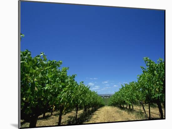 Vines, Maxwells Winery, Mclaren Vale, South Australia, Australia, Pacific-Neale Clarke-Mounted Photographic Print