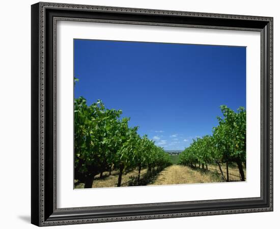Vines, Maxwells Winery, Mclaren Vale, South Australia, Australia, Pacific-Neale Clarke-Framed Photographic Print