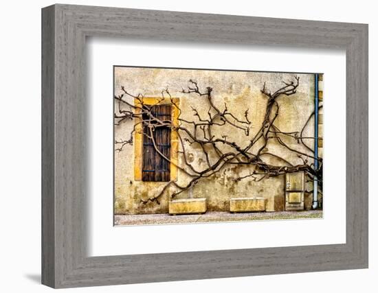 Vines Of Navarrenx-Colby Chester-Framed Photographic Print