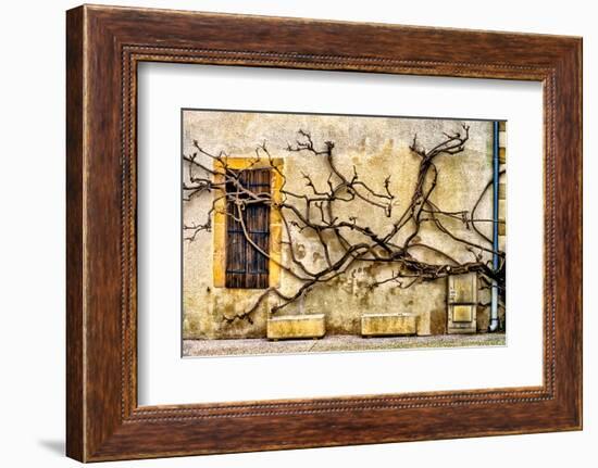 Vines Of Navarrenx-Colby Chester-Framed Photographic Print