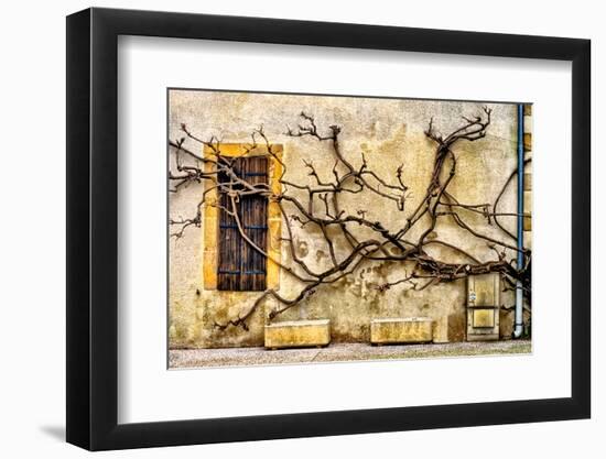 Vines Of Navarrenx-Colby Chester-Framed Photographic Print