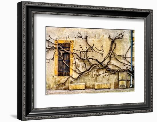 Vines Of Navarrenx-Colby Chester-Framed Photographic Print