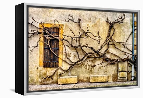 Vines Of Navarrenx-Colby Chester-Framed Premier Image Canvas