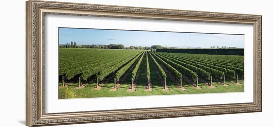 Vineyard along Korokipo Road, Hastings District, Hawke's Bay Region, North Island, New Zealand-null-Framed Photographic Print