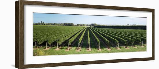 Vineyard along Korokipo Road, Hastings District, Hawke's Bay Region, North Island, New Zealand-null-Framed Photographic Print