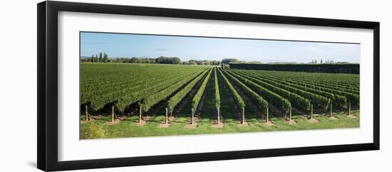 Vineyard along Korokipo Road, Hastings District, Hawke's Bay Region, North Island, New Zealand-null-Framed Photographic Print