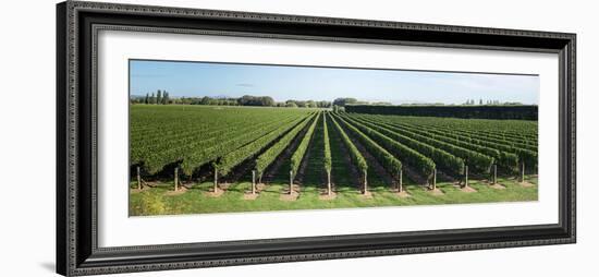 Vineyard along Korokipo Road, Hastings District, Hawke's Bay Region, North Island, New Zealand-null-Framed Photographic Print