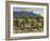 Vineyard along the San Vicente to Banos de Ebro Road, La Rioja, Spain-Janis Miglavs-Framed Photographic Print