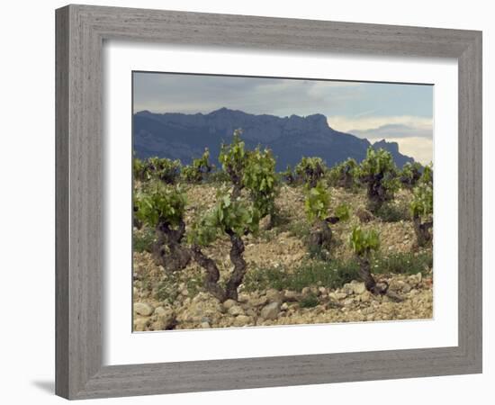 Vineyard along the San Vicente to Banos de Ebro Road, La Rioja, Spain-Janis Miglavs-Framed Photographic Print