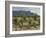 Vineyard along the San Vicente to Banos de Ebro Road, La Rioja, Spain-Janis Miglavs-Framed Photographic Print