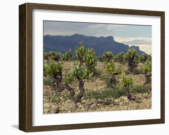 Vineyard along the San Vicente to Banos de Ebro Road, La Rioja, Spain-Janis Miglavs-Framed Photographic Print