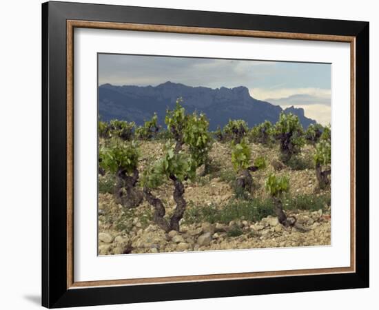 Vineyard along the San Vicente to Banos de Ebro Road, La Rioja, Spain-Janis Miglavs-Framed Photographic Print