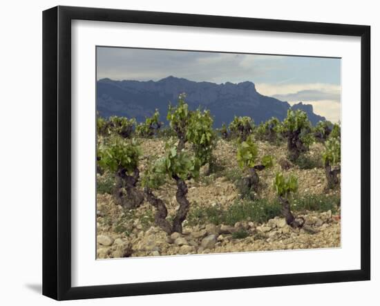 Vineyard along the San Vicente to Banos de Ebro Road, La Rioja, Spain-Janis Miglavs-Framed Photographic Print