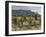 Vineyard along the San Vicente to Banos de Ebro Road, La Rioja, Spain-Janis Miglavs-Framed Photographic Print