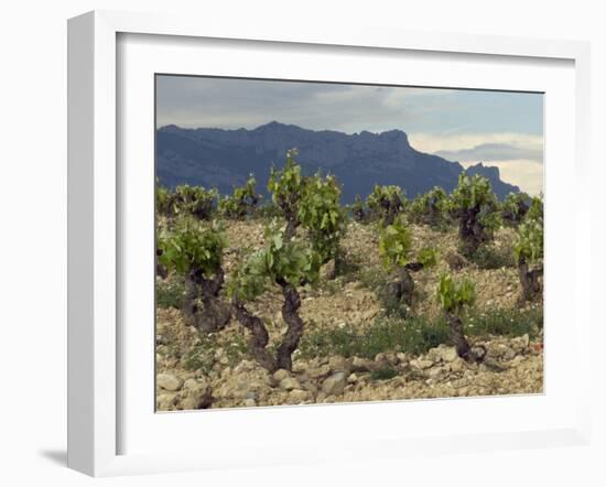 Vineyard along the San Vicente to Banos de Ebro Road, La Rioja, Spain-Janis Miglavs-Framed Photographic Print