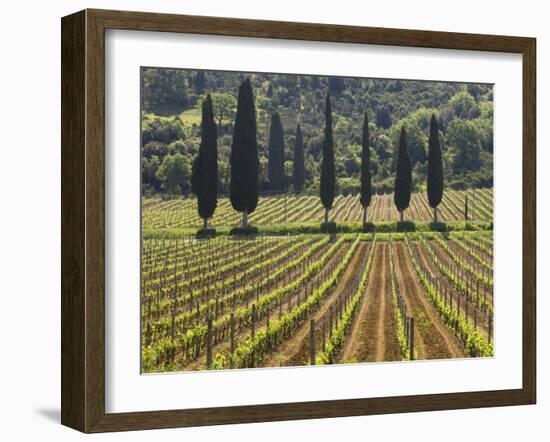 Vineyard and Cypress Trees, San Antimo, Tuscany, Italy, Europe-Lee Frost-Framed Photographic Print