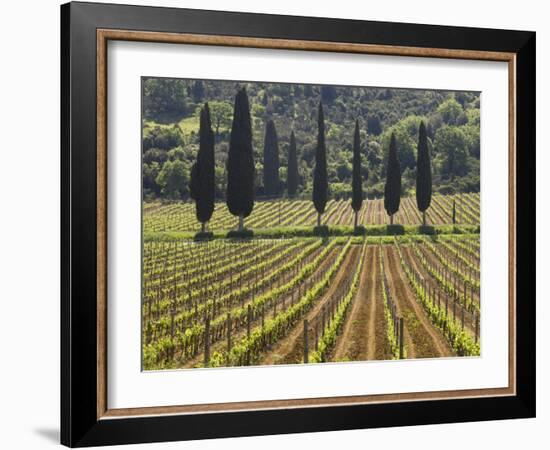 Vineyard and Cypress Trees, San Antimo, Tuscany, Italy, Europe-Lee Frost-Framed Photographic Print