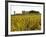 Vineyard and Medieval Chateau, Choteau d'Yquem, Sauternes, Bordeaux, Gironde, France-Per Karlsson-Framed Photographic Print