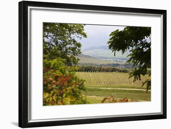 Vineyard and Olive Grove on Rolling Hillside, Tuscany, Italy-Terry Eggers-Framed Photographic Print