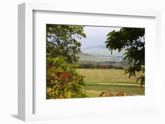 Vineyard and Olive Grove on Rolling Hillside, Tuscany, Italy-Terry Eggers-Framed Photographic Print