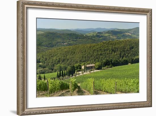 Vineyard and Olive Grove, Pian D'Albola, Radda in Chianti, Siena Province, Tuscany, Italy, Europe-Peter Richardson-Framed Photographic Print