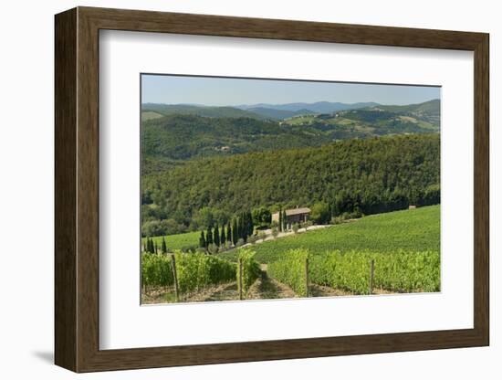 Vineyard and Olive Grove, Pian D'Albola, Radda in Chianti, Siena Province, Tuscany, Italy, Europe-Peter Richardson-Framed Photographic Print