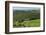 Vineyard and Olive Grove, Pian D'Albola, Radda in Chianti, Siena Province, Tuscany, Italy, Europe-Peter Richardson-Framed Photographic Print