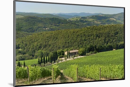 Vineyard and Olive Grove, Pian D'Albola, Radda in Chianti, Siena Province, Tuscany, Italy, Europe-Peter Richardson-Mounted Photographic Print