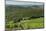 Vineyard and Olive Grove, Pian D'Albola, Radda in Chianti, Siena Province, Tuscany, Italy, Europe-Peter Richardson-Mounted Photographic Print